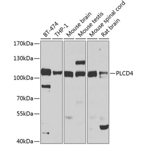 PLCD4 Rabbit pAb