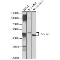 ATG4D Rabbit pAb