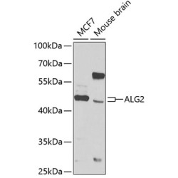 ALG2 Rabbit pAb