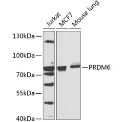 PRDM6 Rabbit pAb