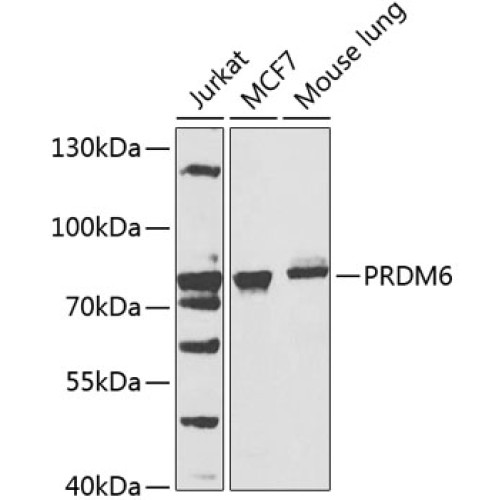 PRDM6 Rabbit pAb