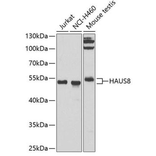 HAUS8 Rabbit pAb