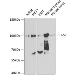 TGS1 Rabbit pAb
