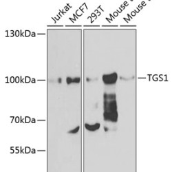 TGS1 Rabbit pAb