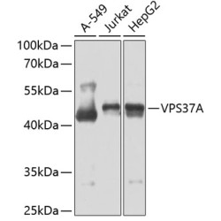 VPS37A Rabbit pAb