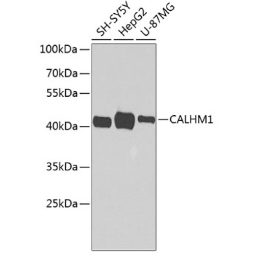 CALHM1 Rabbit pAb