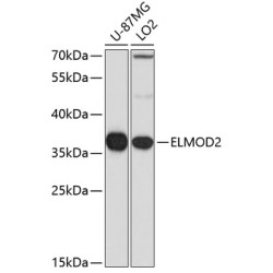 ELMOD2 Rabbit pAb