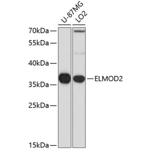 ELMOD2 Rabbit pAb