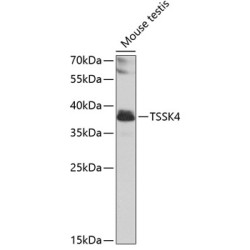 TSSK4 Rabbit pAb