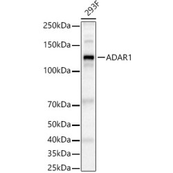 ADAR1 Rabbit pAb