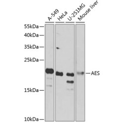 AES Rabbit pAb