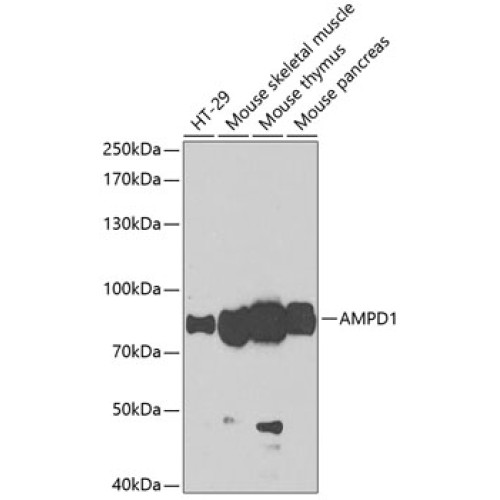 AMPD1 Rabbit pAb