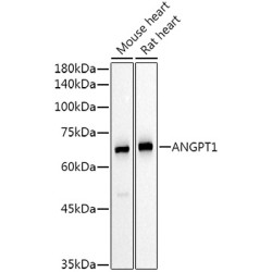 ANGPT1 Rabbit pAb
