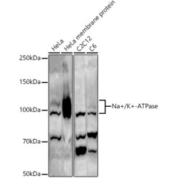 Na+/K+-ATPase Rabbit pAb