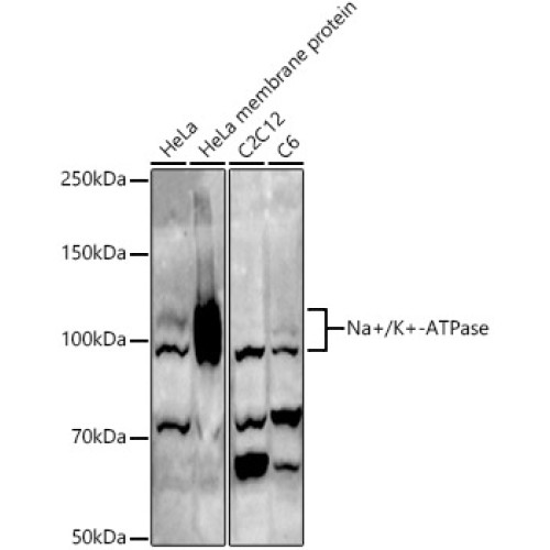 Na+/K+-ATPase Rabbit pAb