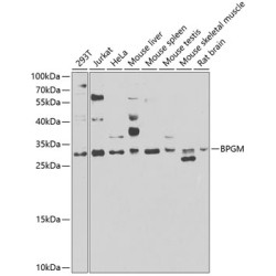 BPGM Rabbit pAb