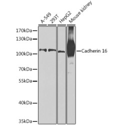 Cadherin 16 Rabbit pAb