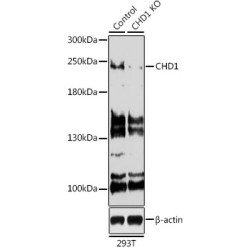 [KO Validated] CHD1 Rabbit pAb