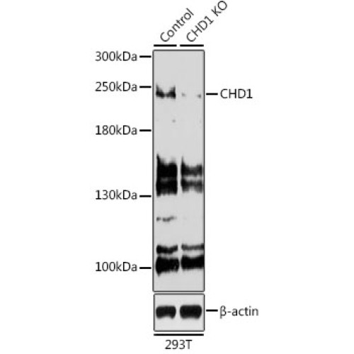 [KO Validated] CHD1 Rabbit pAb
