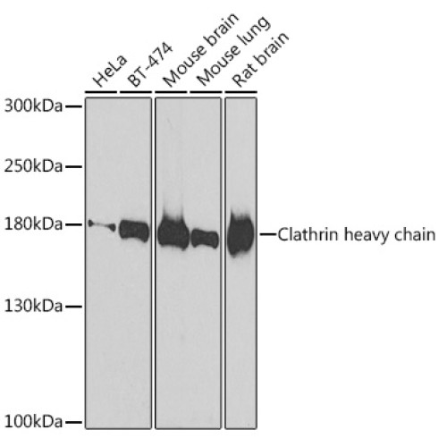 Clathrin heavy chain Rabbit pAb