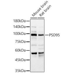 PSD95 Rabbit pAb