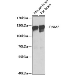 DNM2 Rabbit pAb