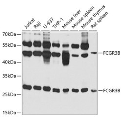 FCGR3B Rabbit pAb