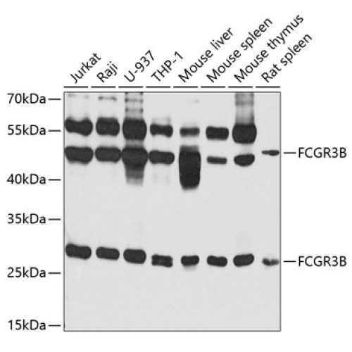 FCGR3B Rabbit pAb