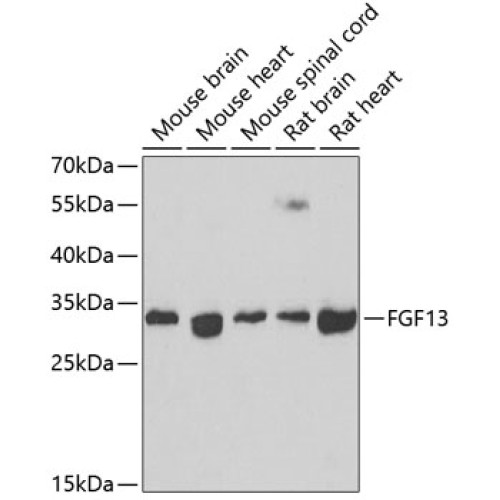 FGF13 Rabbit pAb