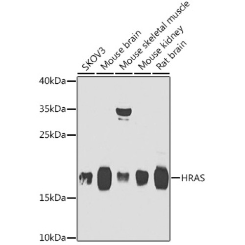 HRAS Rabbit pAb