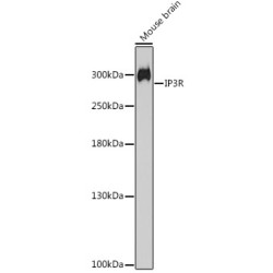 IP3R Rabbit pAb