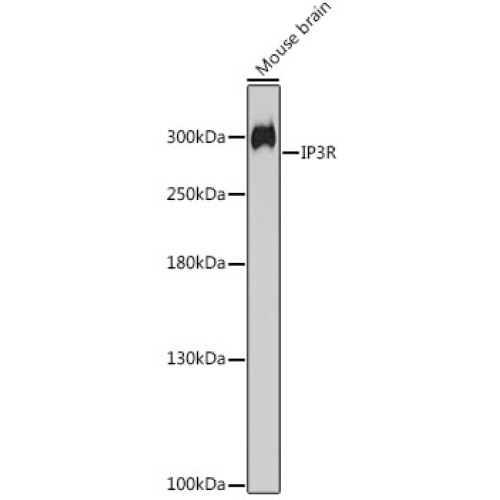 IP3R Rabbit pAb