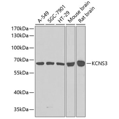 KCNS3 Rabbit pAb