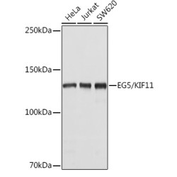 EG5/KIF11 Rabbit pAb