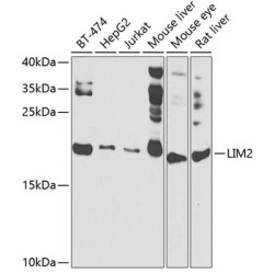 LIM2 Rabbit pAb