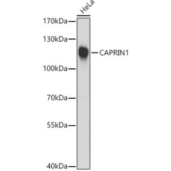 CAPRIN1 Rabbit pAb