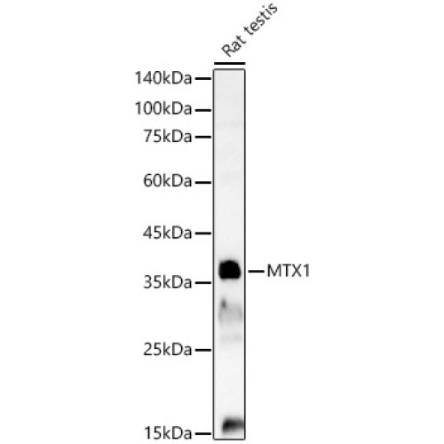 MTX1 Rabbit pAb