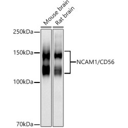 NCAM1 / CD56 Rabbit pAb