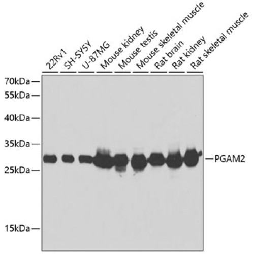 PGAM2 Rabbit pAb