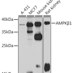 AMPKβ1 Rabbit pAb