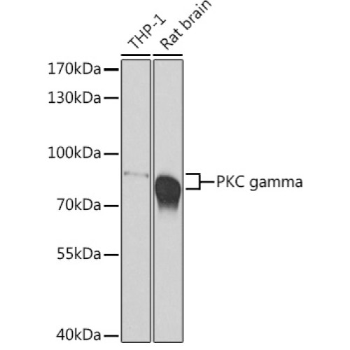 PKC gamma Rabbit pAb