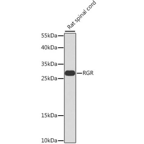 RGR Rabbit pAb