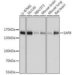SAFB Rabbit pAb