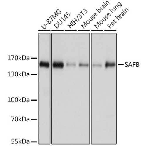 SAFB Rabbit pAb