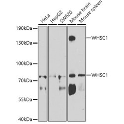 WHSC1 Rabbit pAb