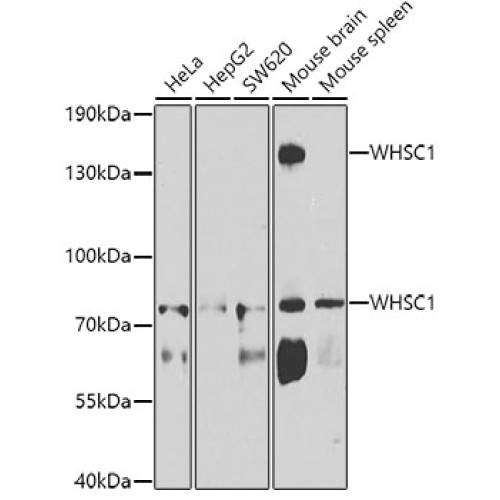 WHSC1 Rabbit pAb