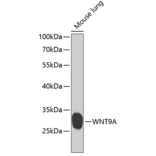 WNT9A Rabbit pAb