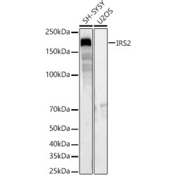 IRS2 Rabbit pAb