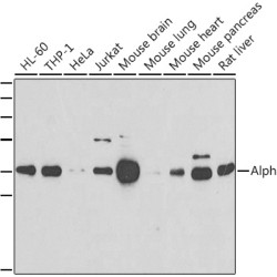 Alpha SNAP Rabbit pAb