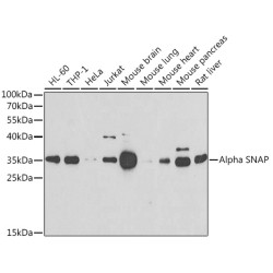 Alpha SNAP Rabbit pAb